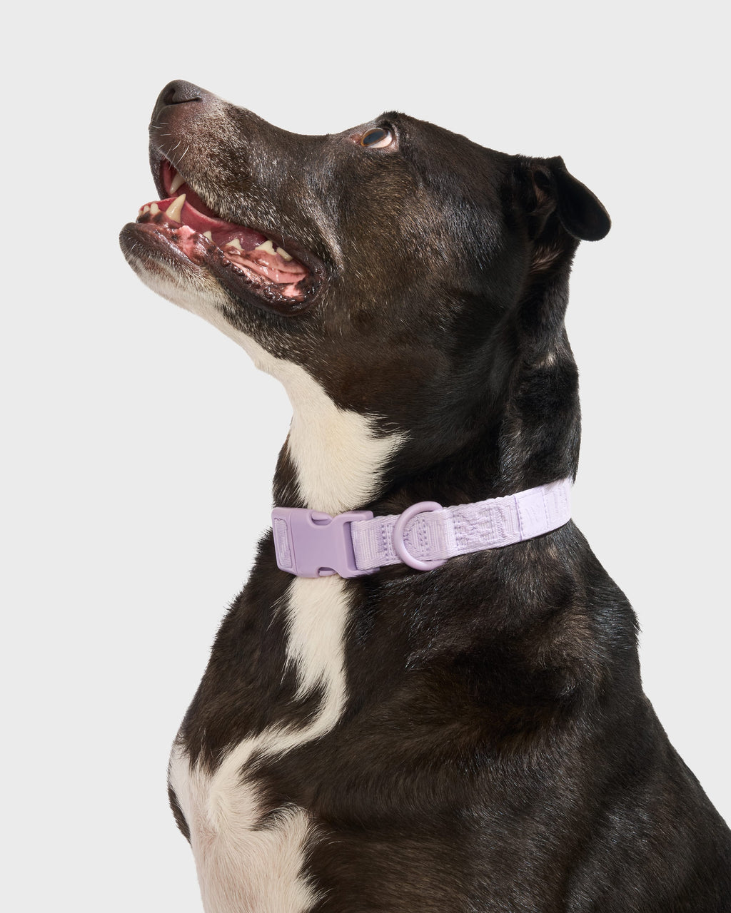 Quick-Release Collar + Hands-Free Rope Leash Walk Kit