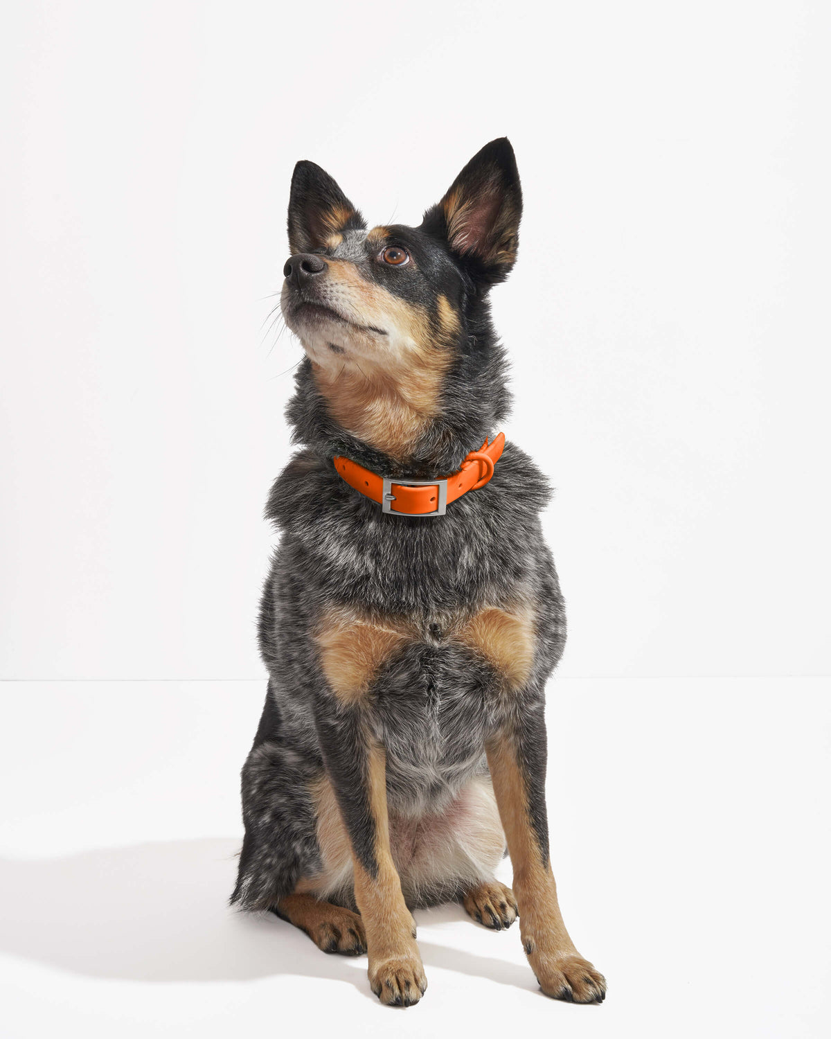Blaze | WiFi, Heeler Chihuahua Mix, Wearing M