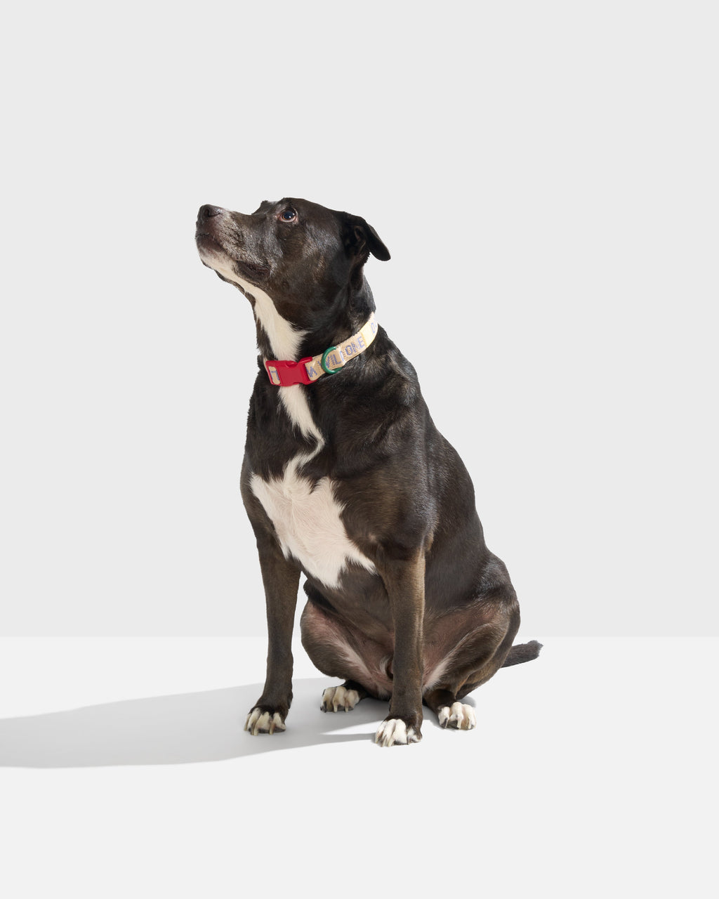 Quick-Release Dog Collar