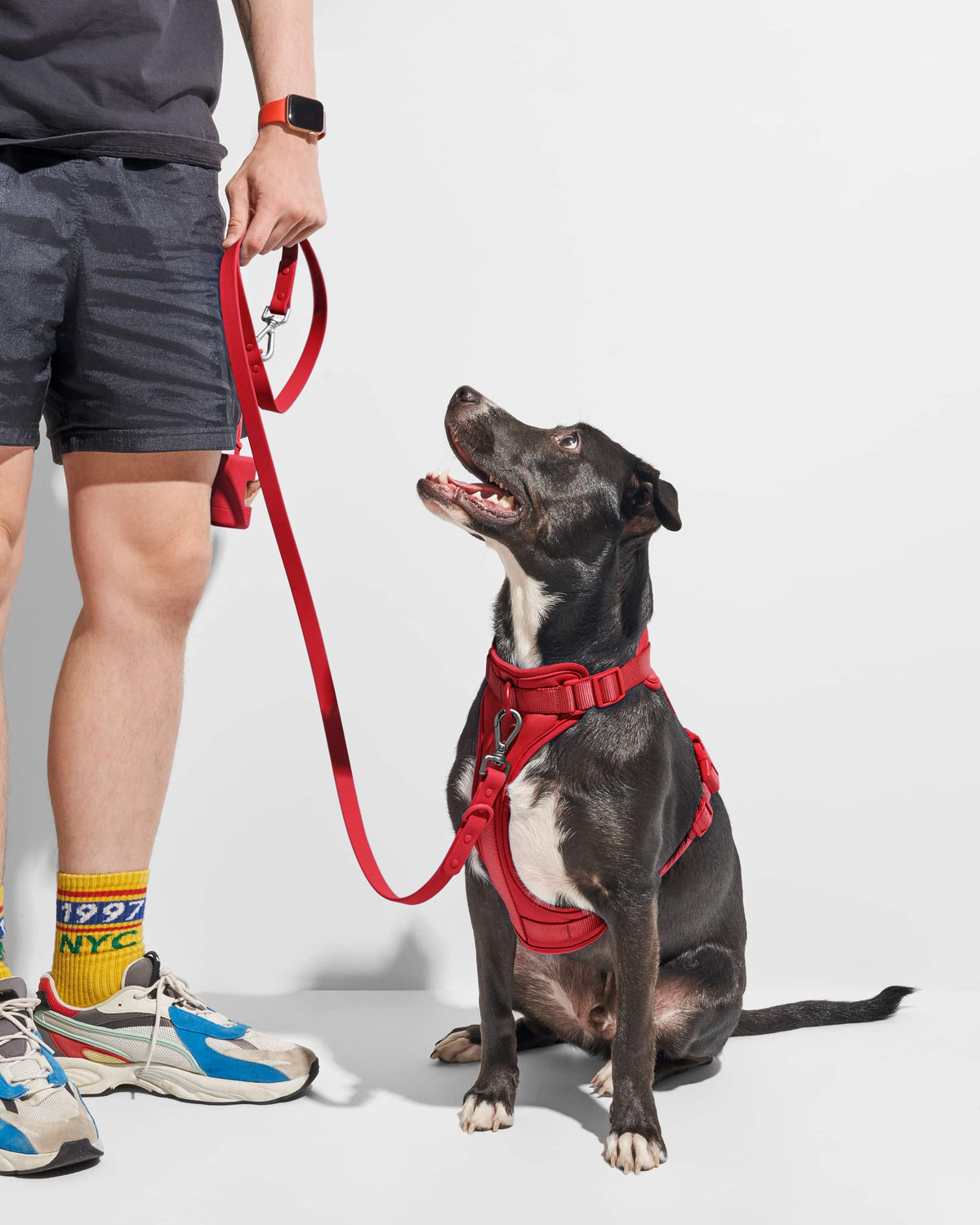 Strawberry | Dempsey, Lab Pit Mix, 55 lbs, Standard Leash