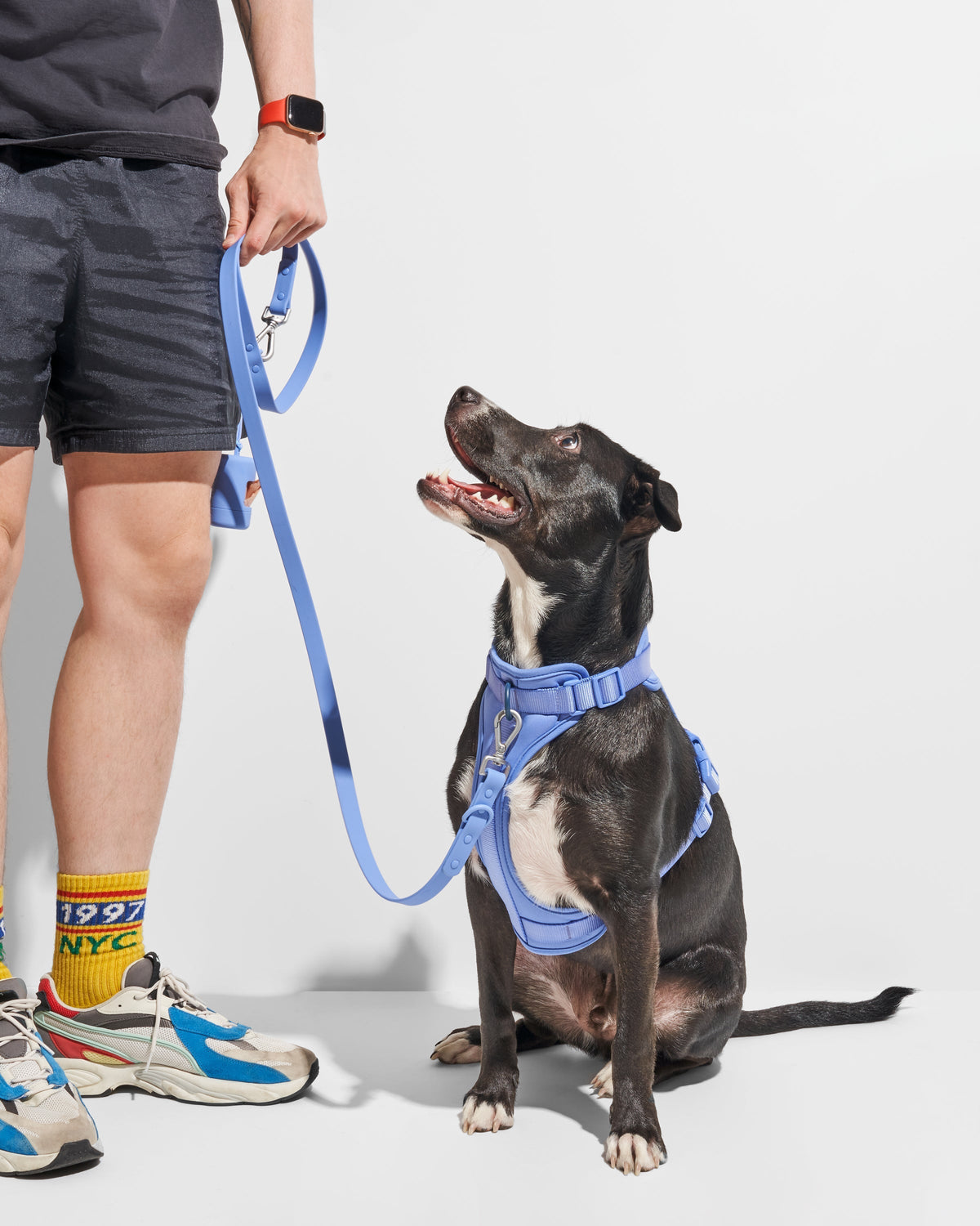 Moonstone | Dempsey, Lab Pit Mix, 55 lbs, Standard Leash