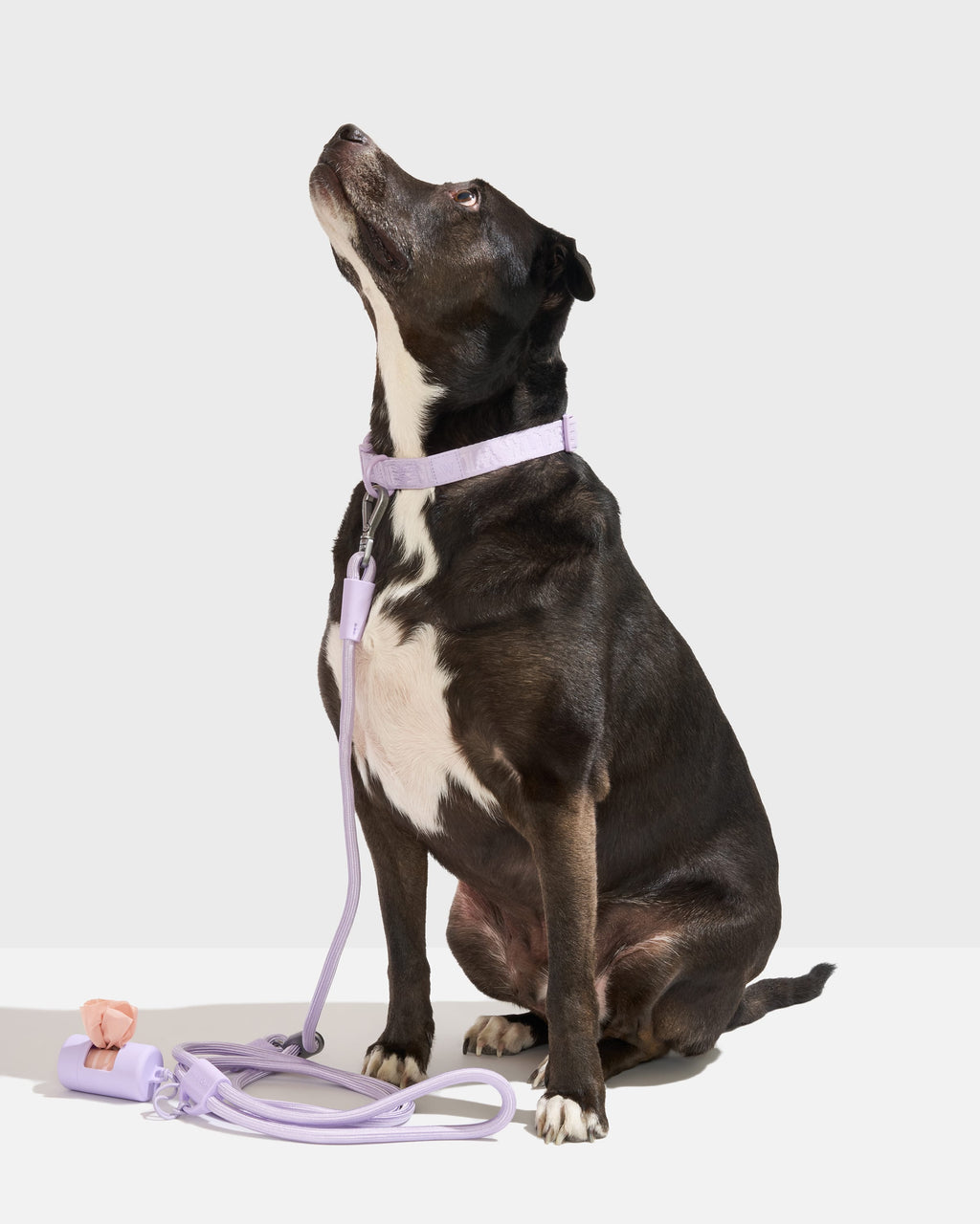 Quick-Release Collar + Hands-Free Rope Leash Walk Kit