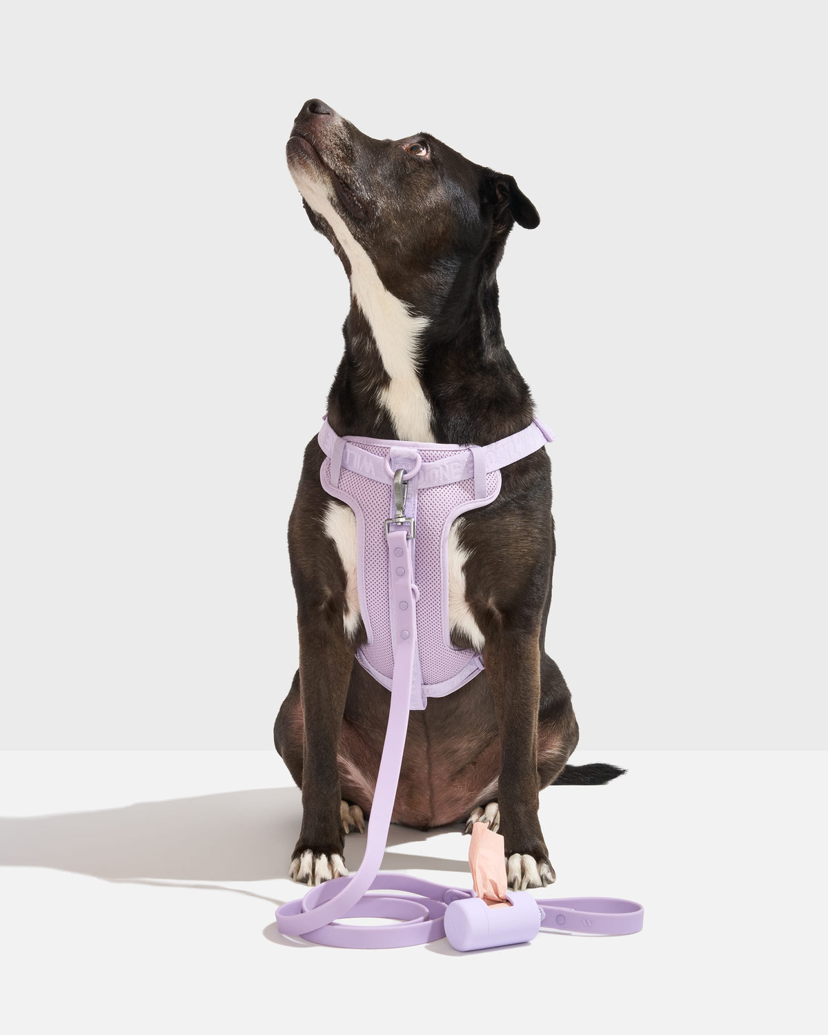 Step-In Harness + Waterproof Leash Walk Kit